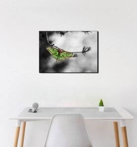 Moyen Tableau isabelle sur une branche de pin monochrome