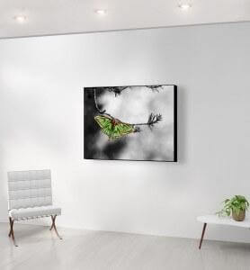 Moyen Tableau isabelle sur une branche de pin monochrome