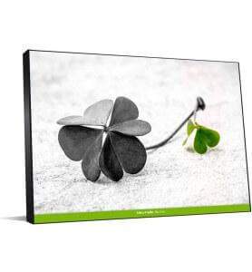 Tableau Porte Bonheur monochrome