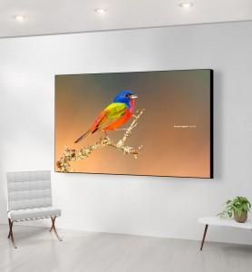 Grand Tableau Passerin l’oiseau multicolore