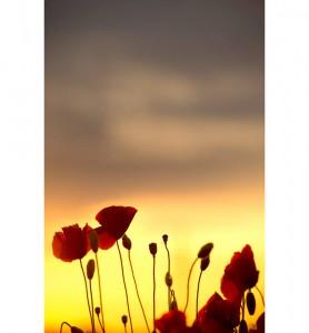 Tableau Coquelicots au couchant