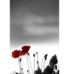 Tableau Coquelicots au couchant noir et blanc