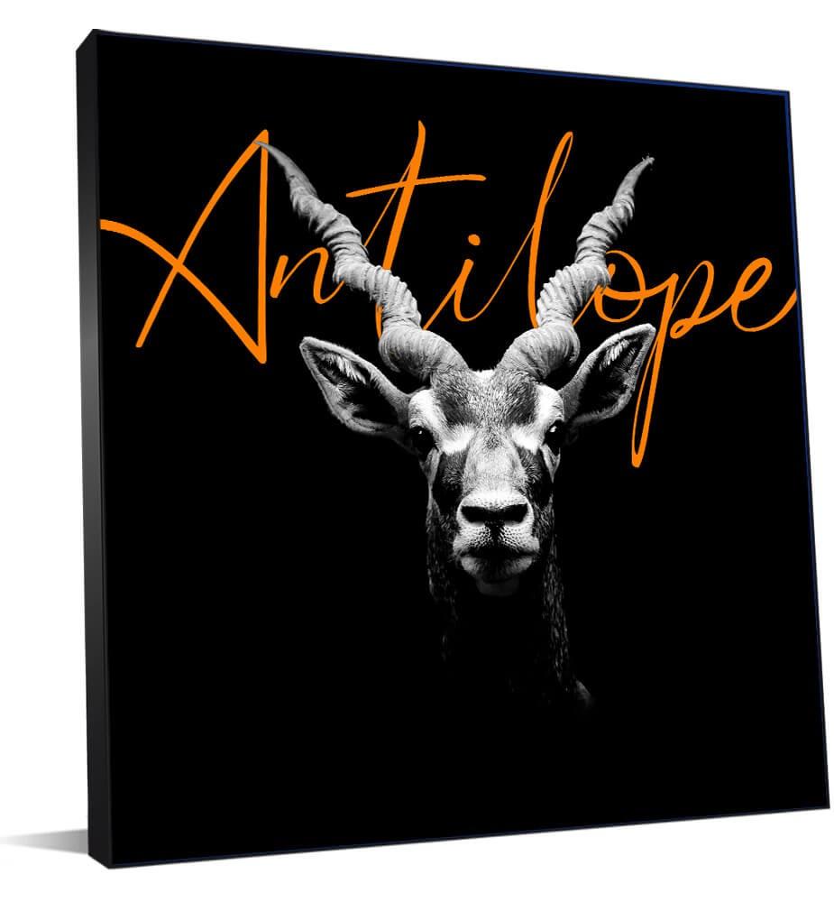 Tableau d'une antilope noir et blanc