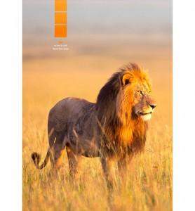 Tableau décoration Lion au Kenya