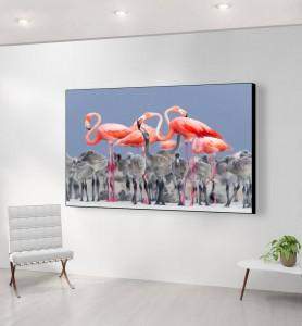 Grand Tableau Flamands roses du Yucatan