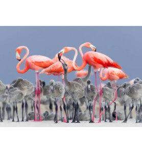 Tableau Flamands roses du Yucatan