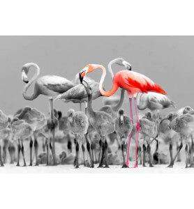 Tableau Flamands roses du Yucatan noir et blanc